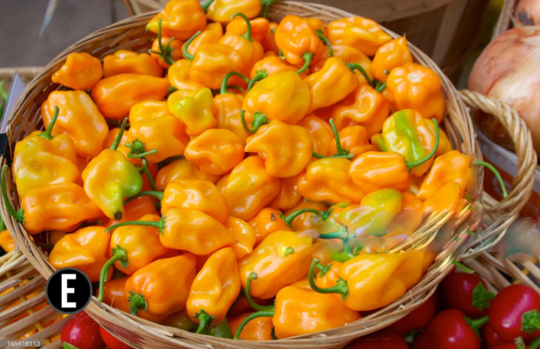 habanero pepper